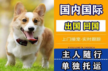 上海市宠物托运公司上海市宠物托运公司上海市宠物托运公司