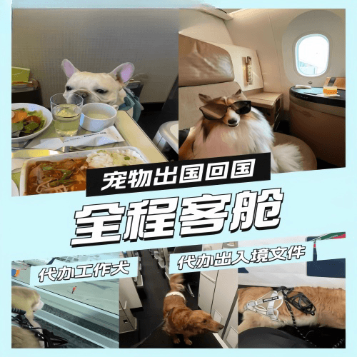上海市宠物托运到白俄罗斯宠物入境规定和要求